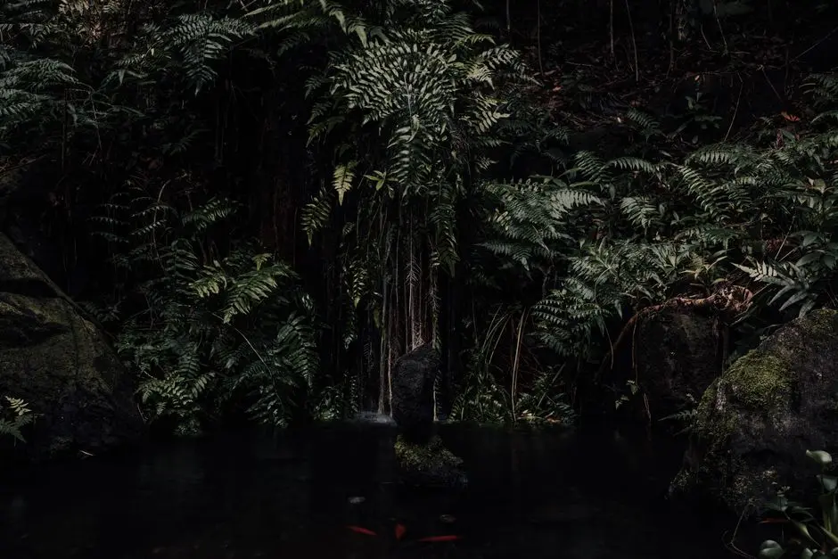 Air terjun kecil di antara pepohonan hijau dengan bebatuan hitam dan pakis liar